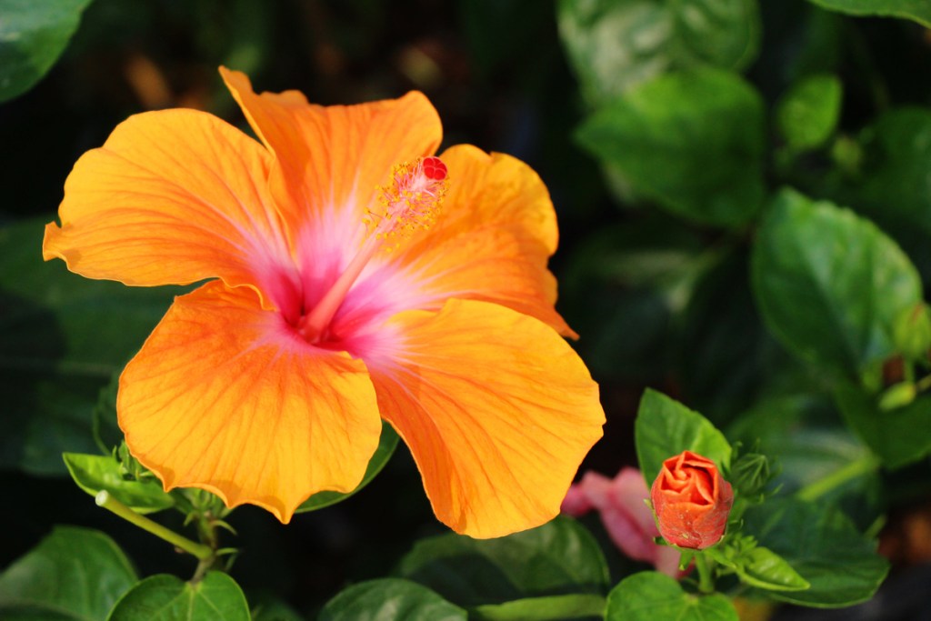 Orange hibiscus flower