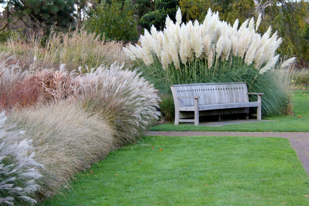 Ornamental grass border and landscape bench