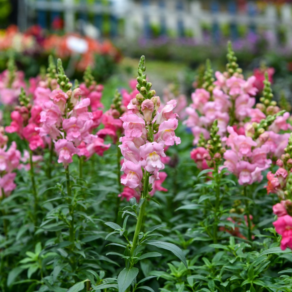 pink snapdragon flowers