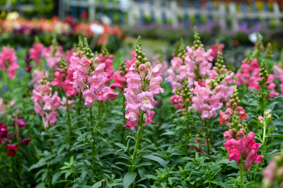 pink snapdragon flowers