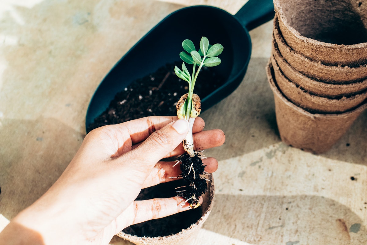 hands beside a seedling