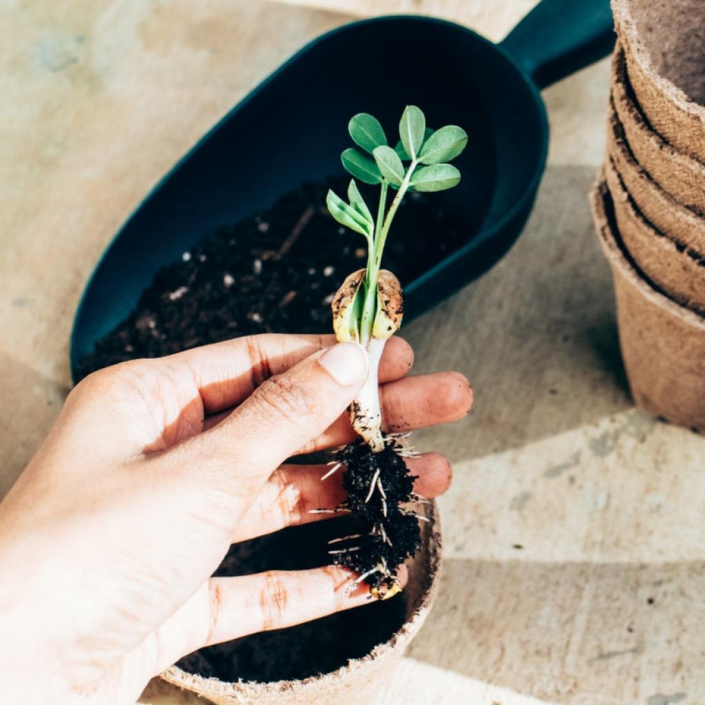 hands beside a seedling