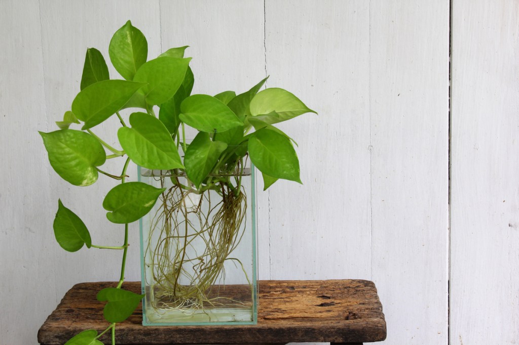 Pothos plant in a vase of water with roots
