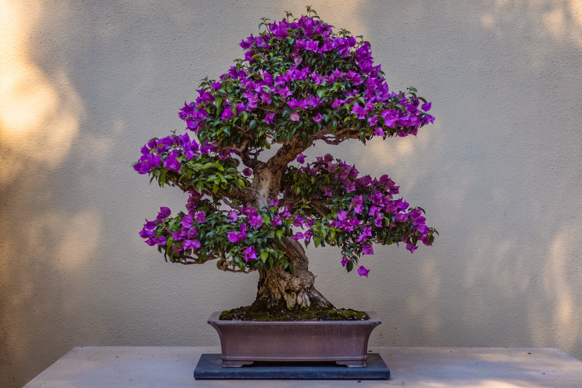 Bonsai tree in purple rectangular pot blooming purple flowers