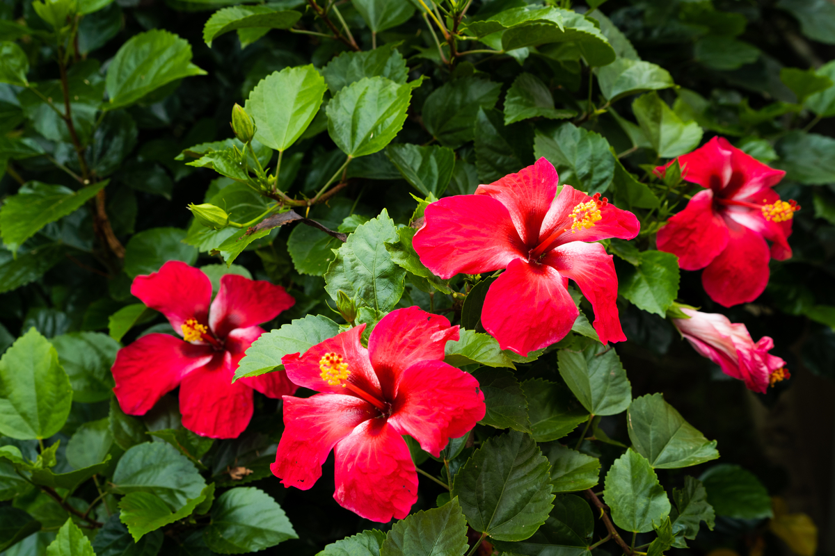  How to keep hibiscus blooming: What you should know about deadheading