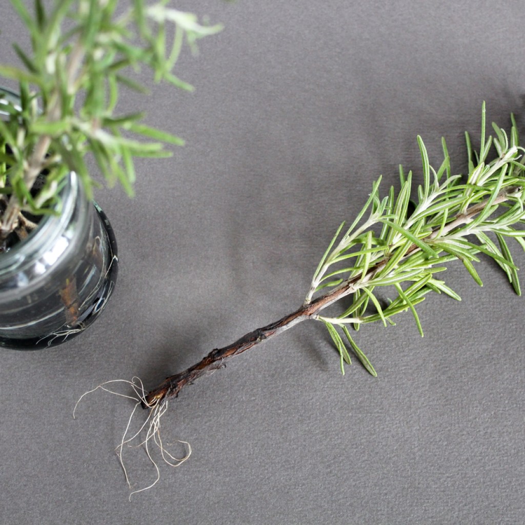 Rosemary cutting with roots