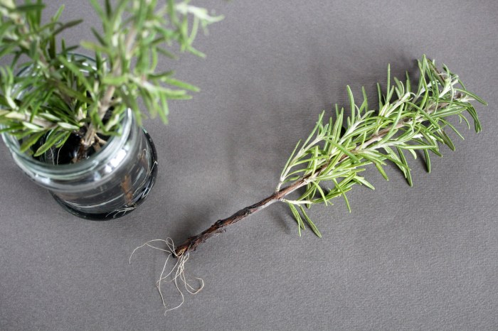 Rosemary cutting with roots