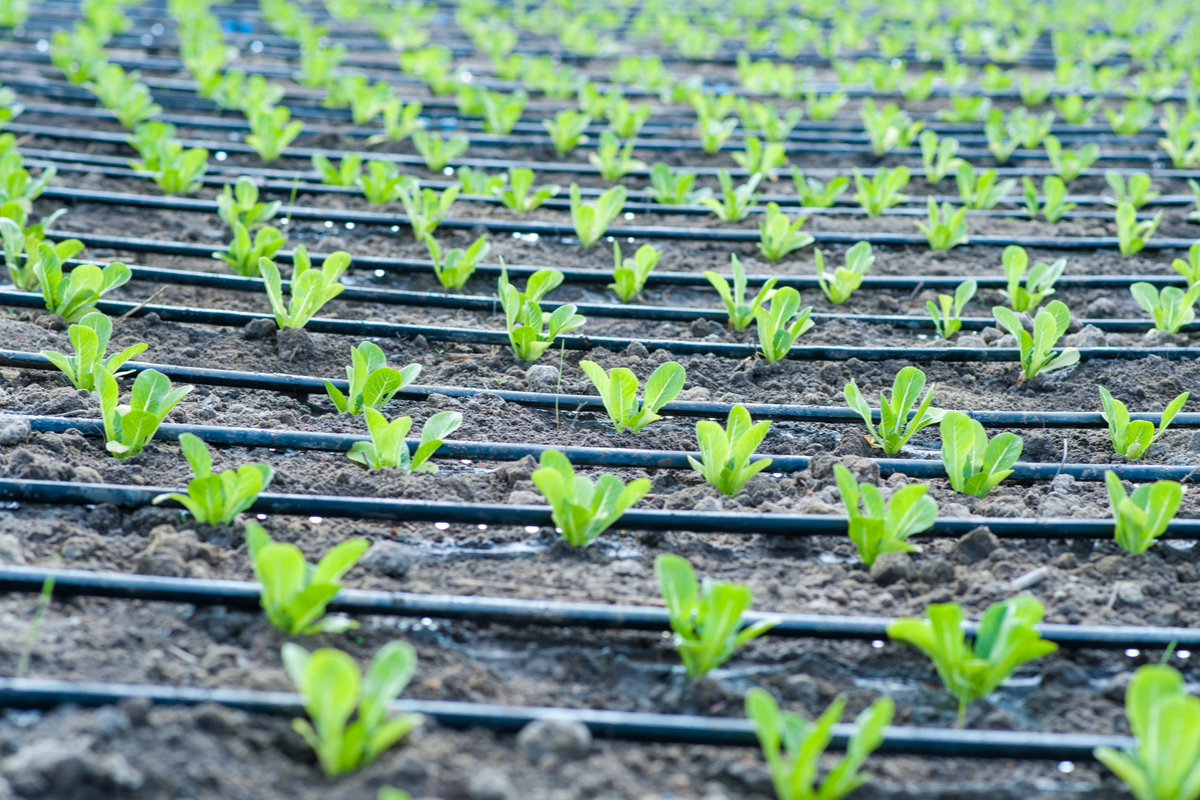 Rows of seedlings with drip irrigation tubes in between them
