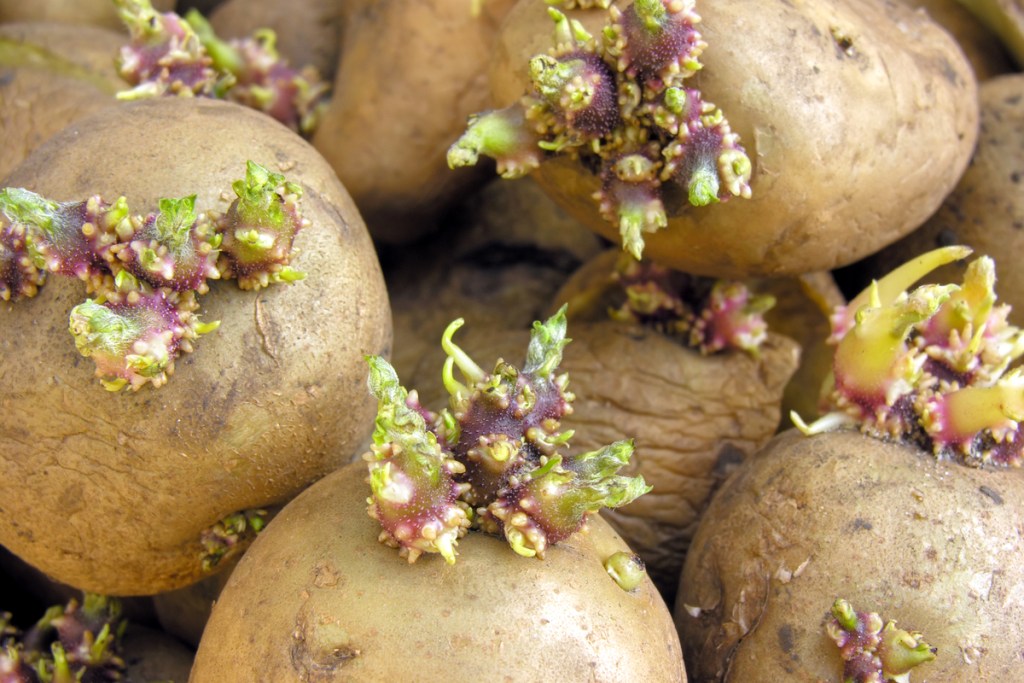 Several seed potatoes with green and purple sprouts