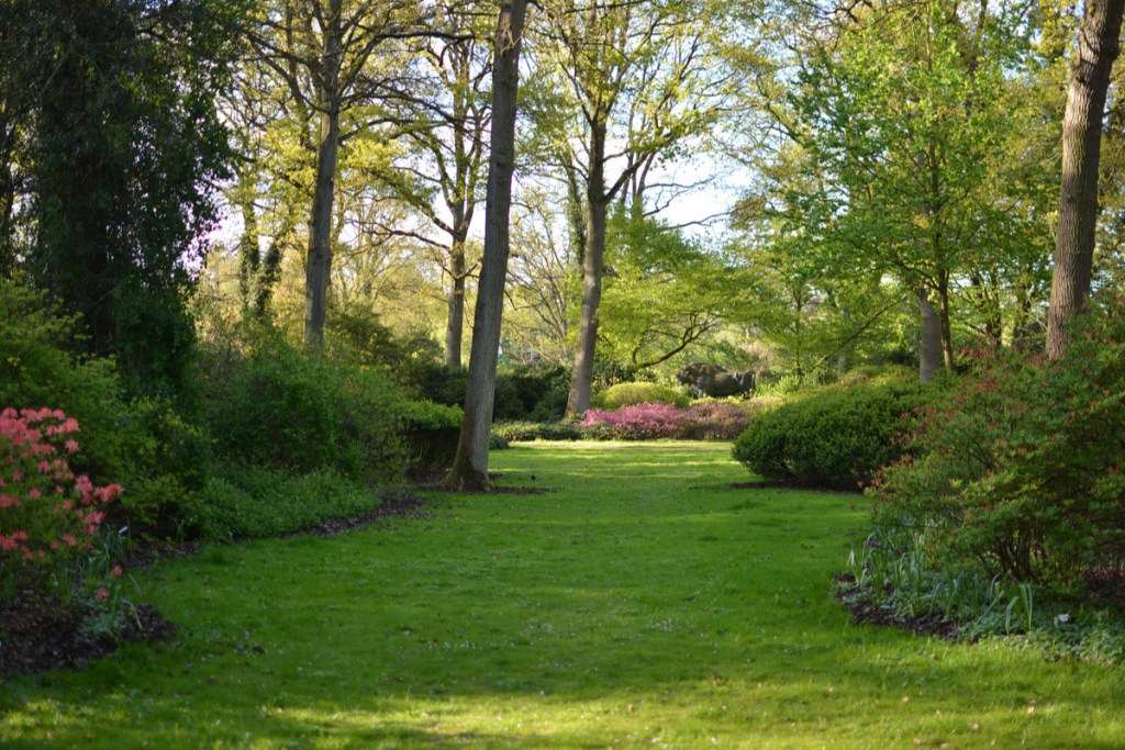 shady lawn with shrub border