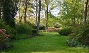 shady lawn with shrub border