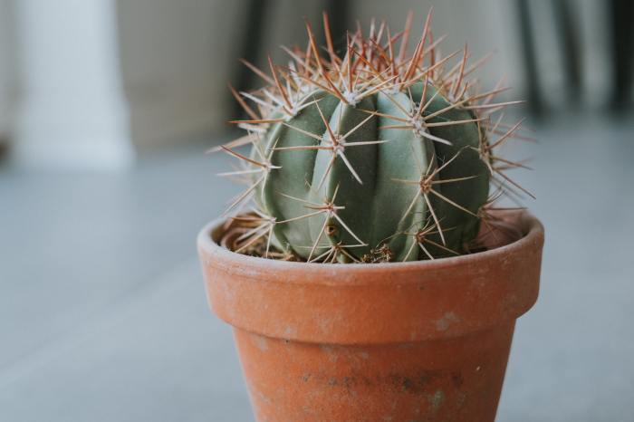 A small round cactus in a brown pot