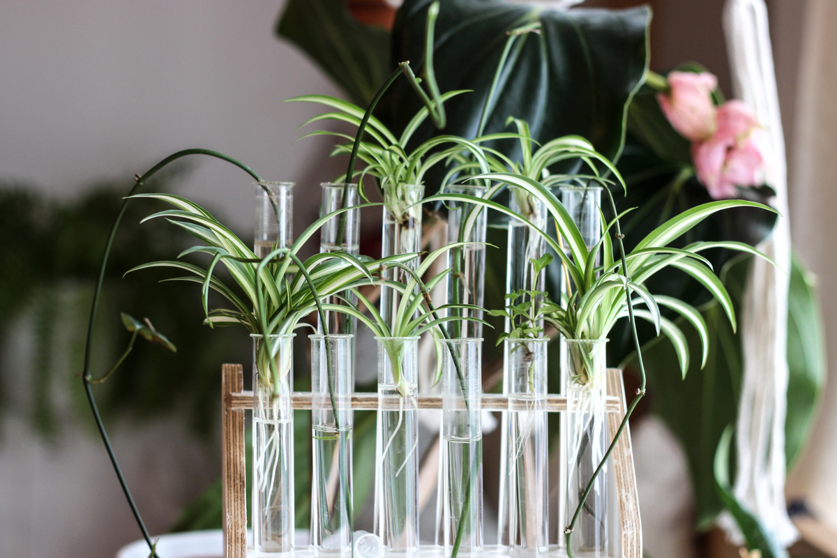  Spider plants are hardy hydroponic plants — this is how they grow best