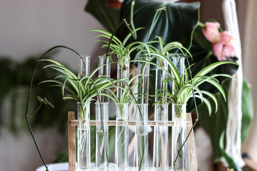 Spider plant cuttings growing in water in glass test tubes