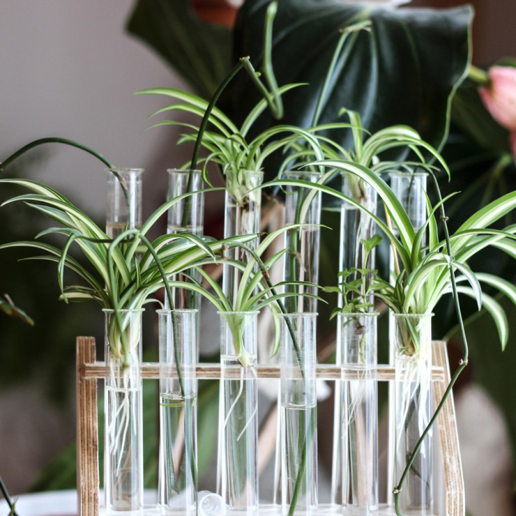 Spider plant cuttings growing in water in glass test tubes