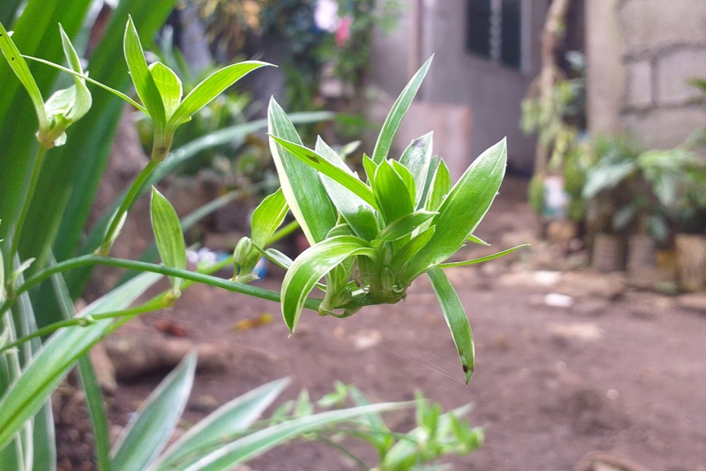 Spider plantlet