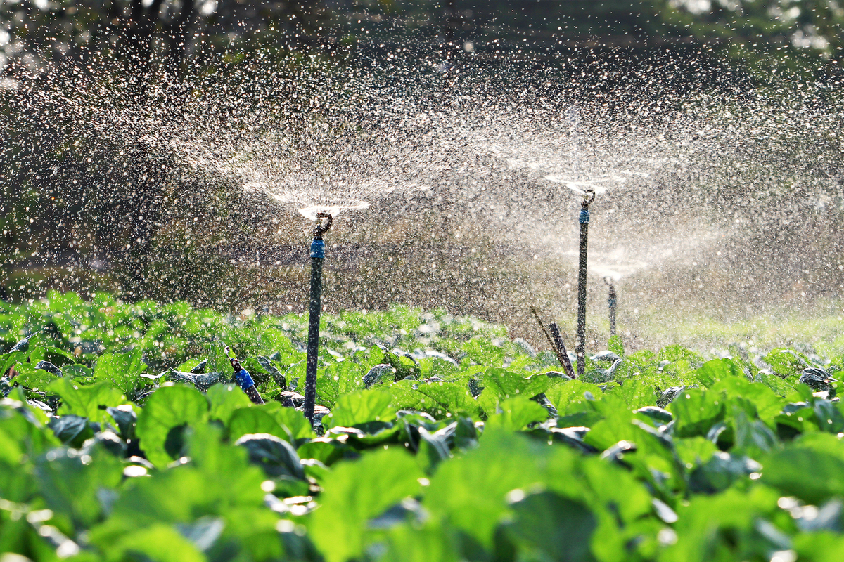 Sprinkler system watering plants