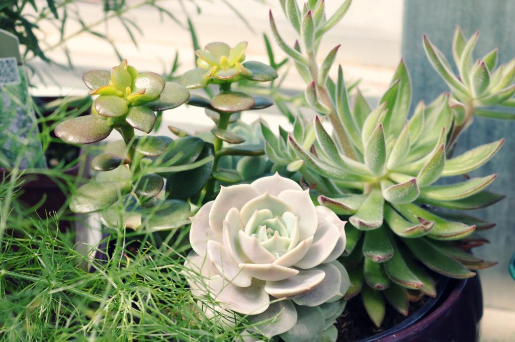 Succulent arrangement