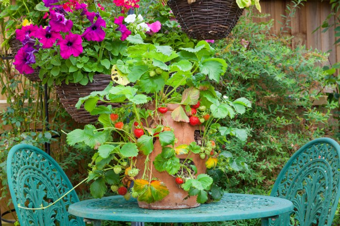 A terracotta pot made into a strawberry tower, with holes in the side from which strawberry plants grow, on a table in a garden