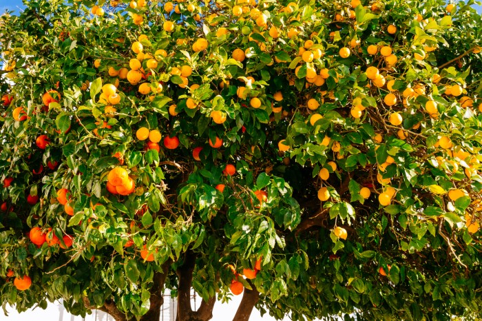 A tree with orange and yellow fruit