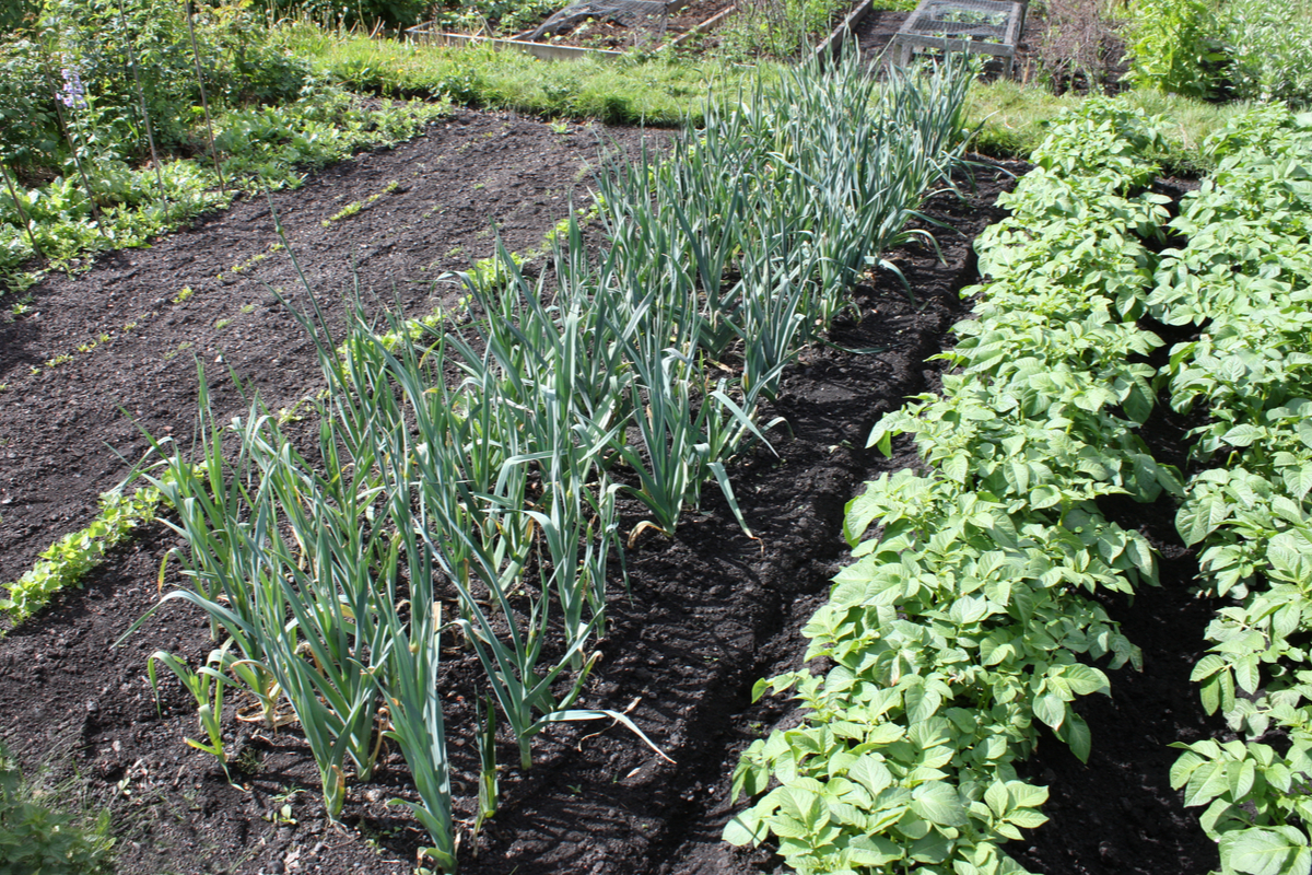 neat rows of vegetables in a garden