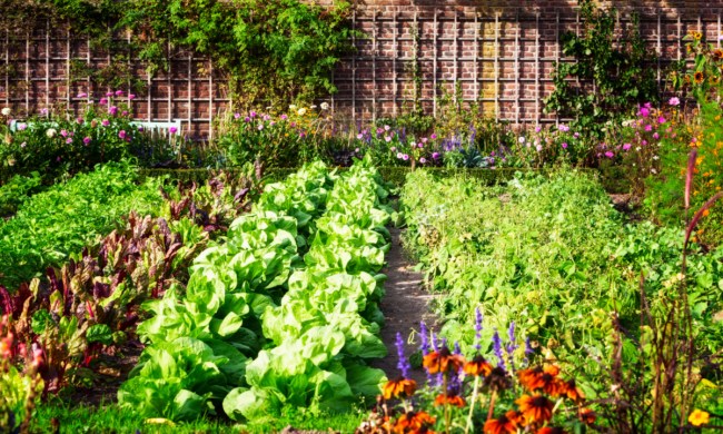 View of a vegetable garden