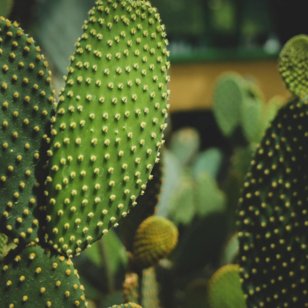 bunny ear cactus
