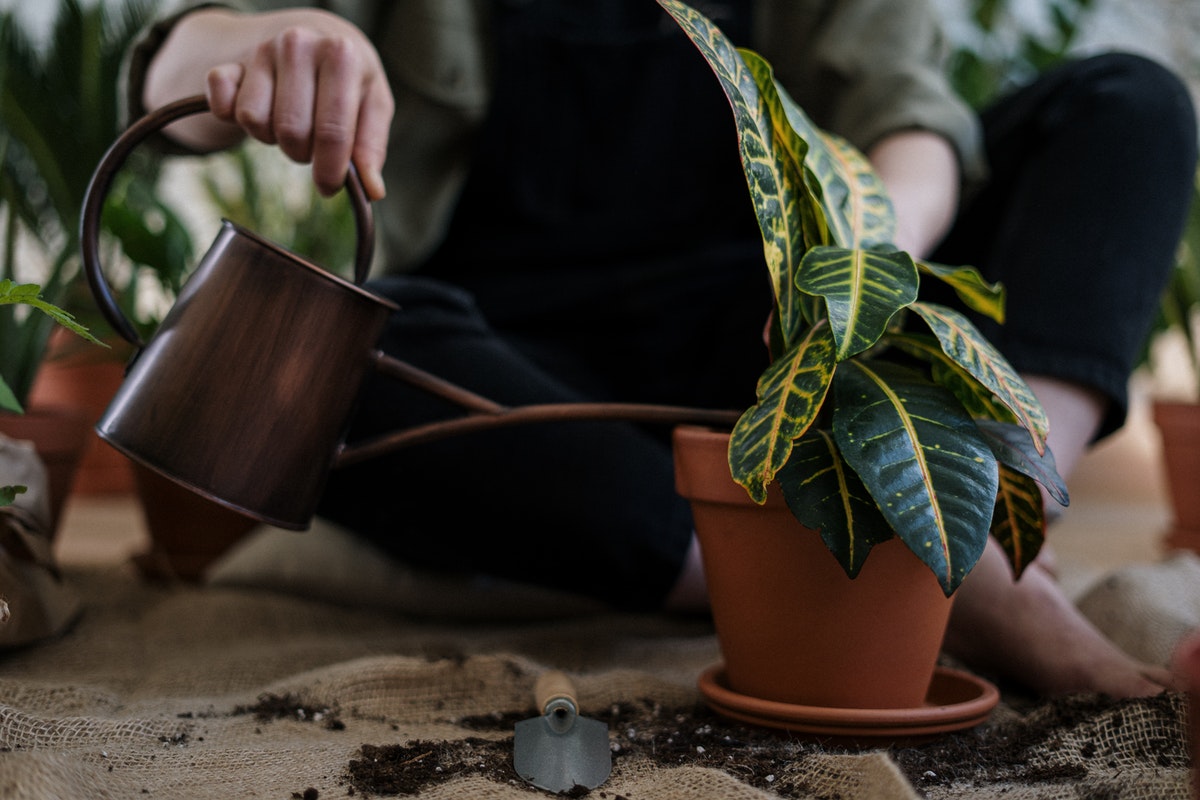 Using a watering can to water a plant