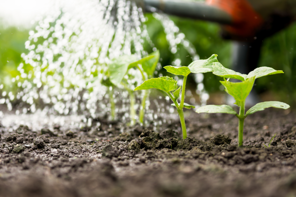 Sprinkler watering garden seedlings