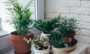 houseplants grouped in a windowsill
