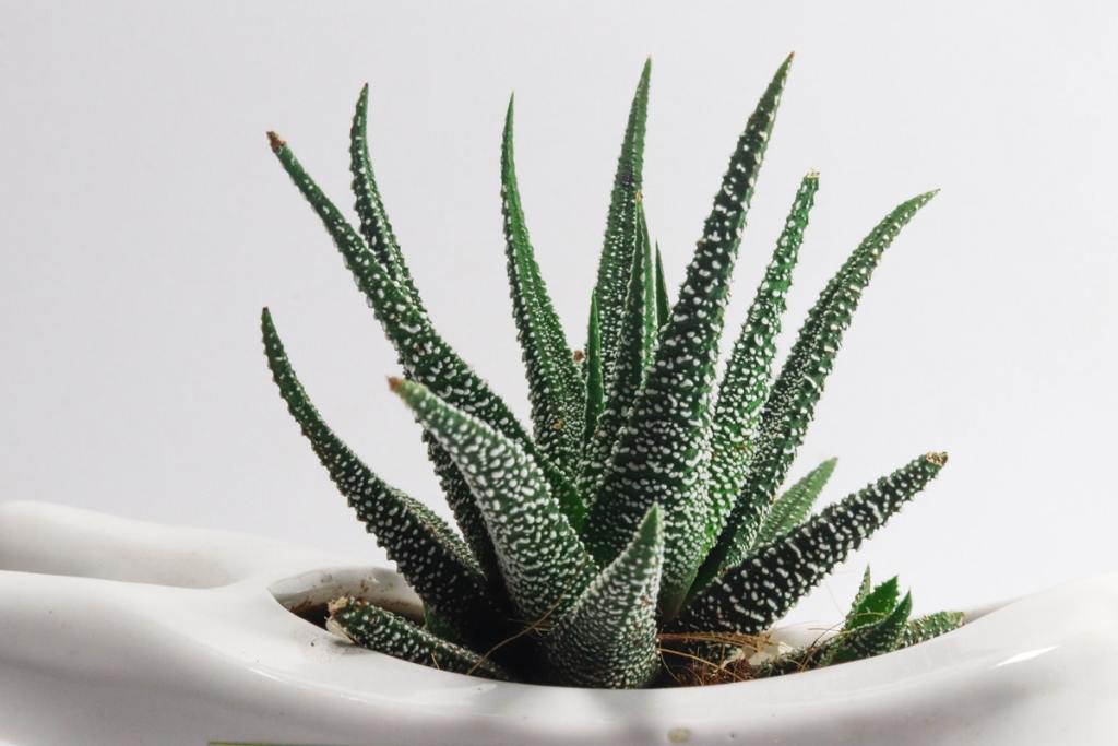 A variety of aloe plant