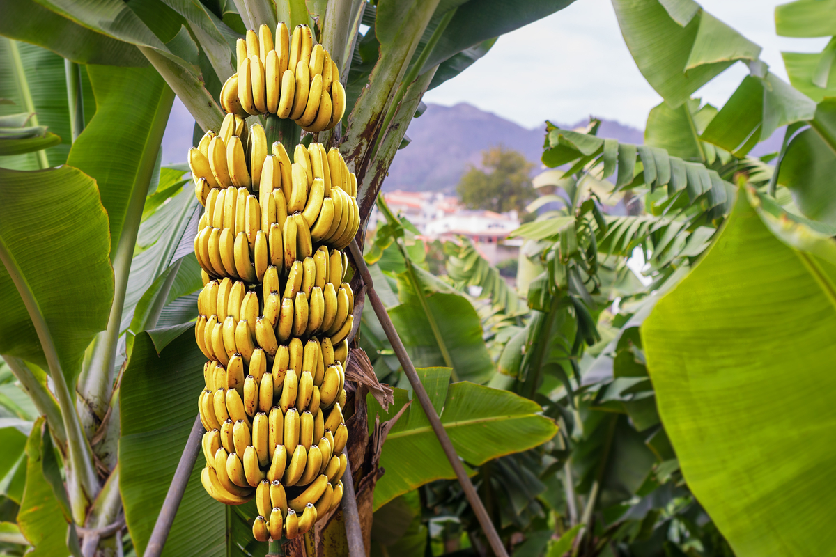 Banana tree with ripe fruit