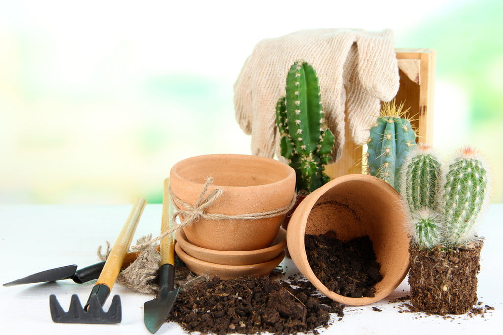 Soil with pots and cacti