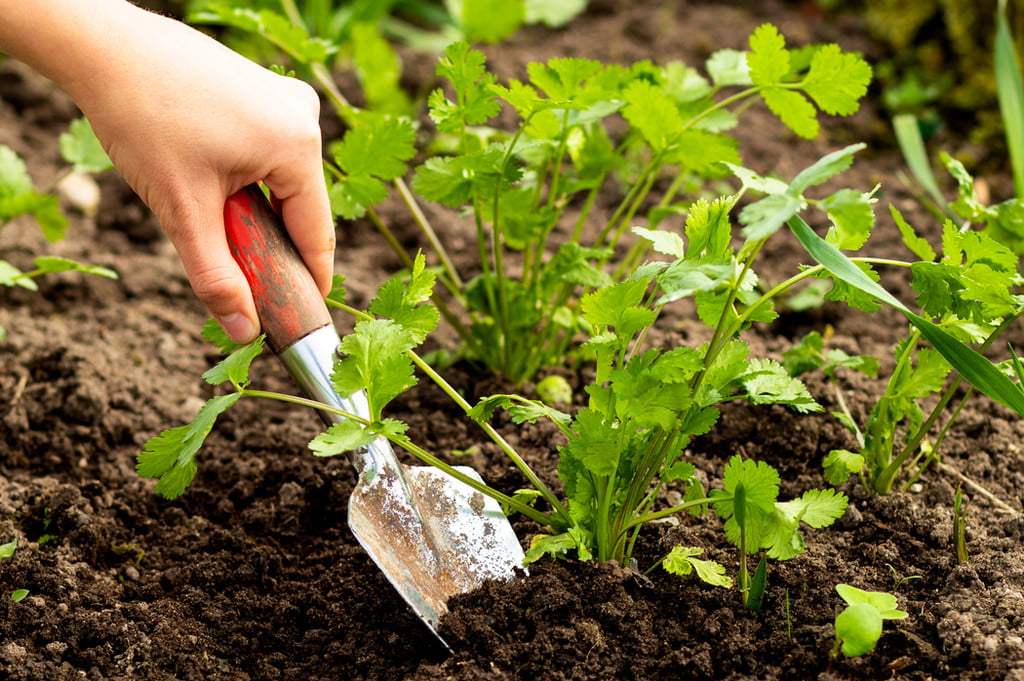 Cilantro in garden
