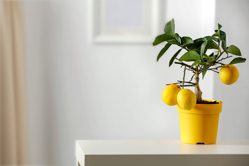 Indoor lemon tree in a yellow pot