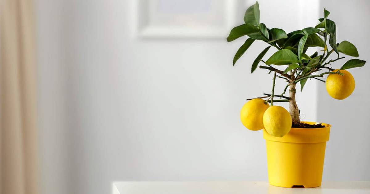 Meyer Lemon Trees Can Grow Indoors — Here's How HappySprout