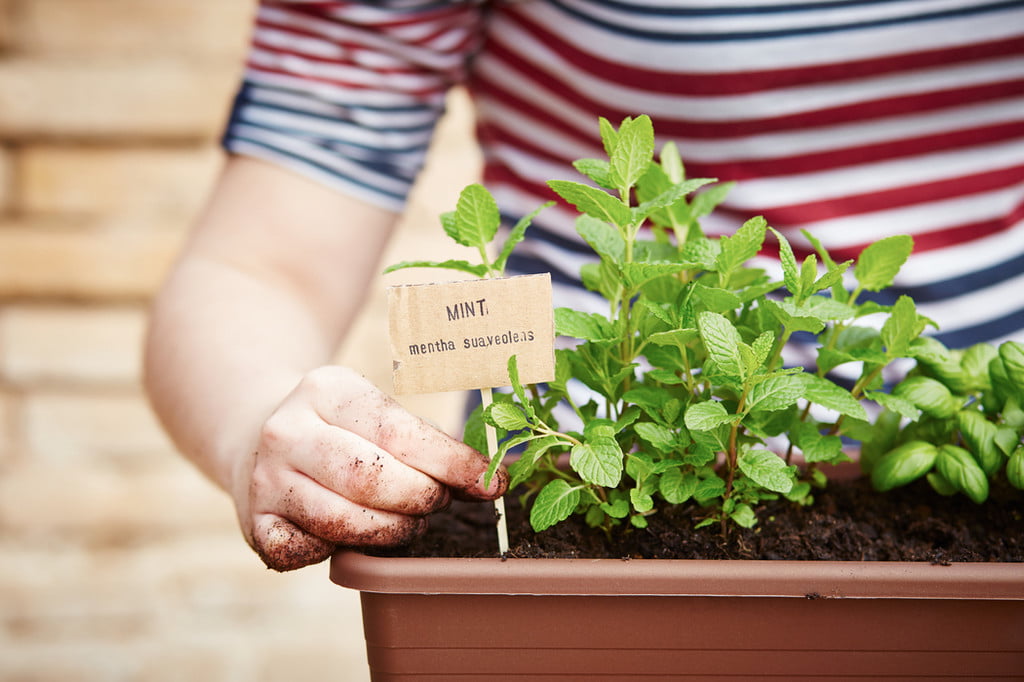 Mint in a planter box