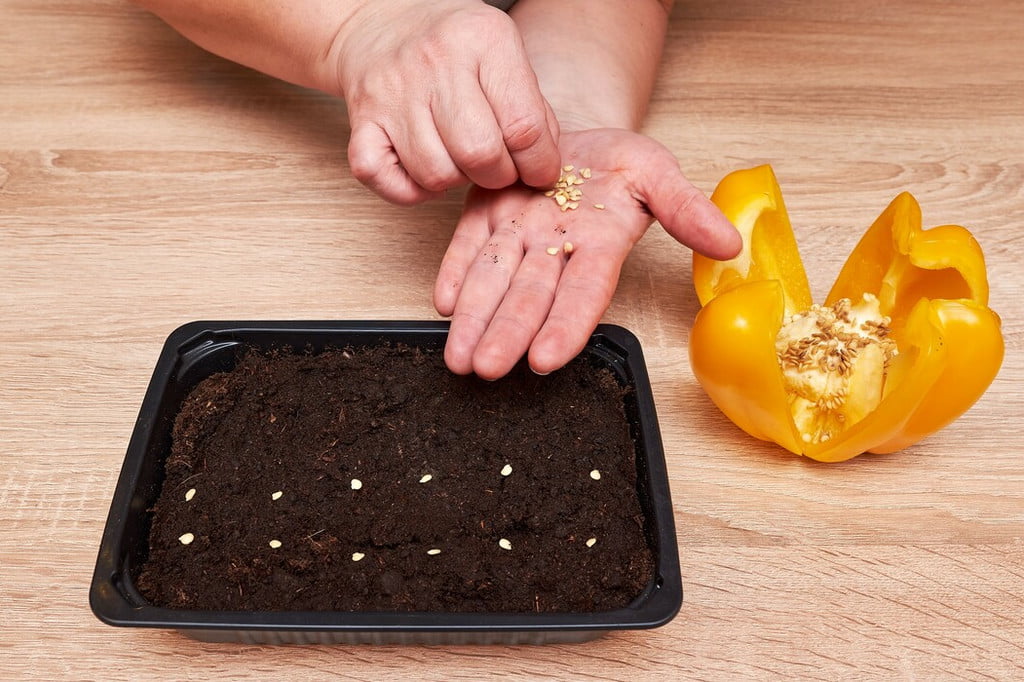 Growing plants from seeds