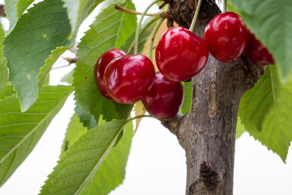 Glossy dark red Bing cherries growing on a tree