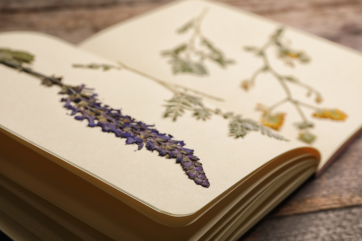 Book lying open on a table with pressed lavender and yellow flowers inside
