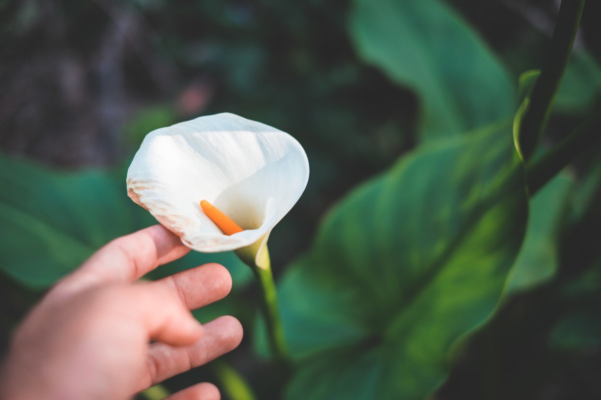 What You Need To Know About Growing Calla Lilies From Seeds HappySprout