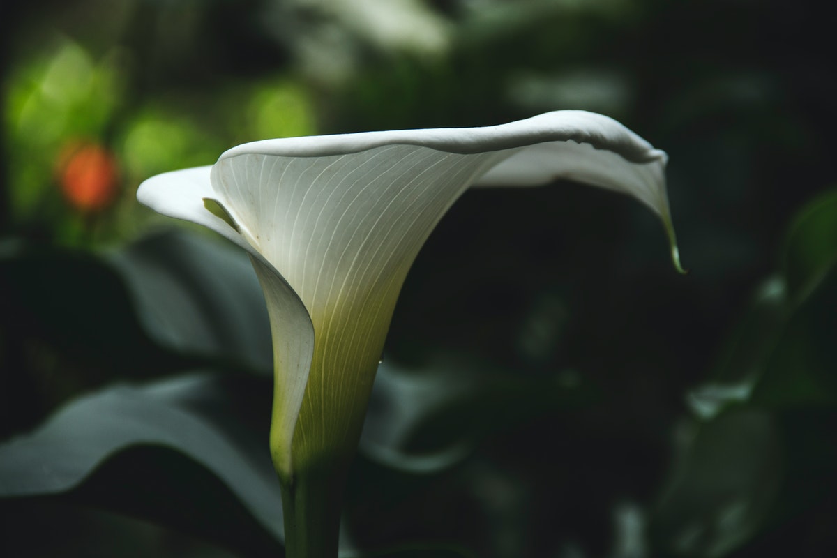 What You Need To Know About Growing Calla Lilies From Seeds HappySprout
