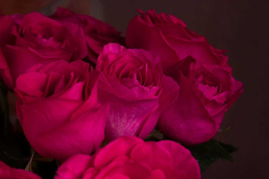 prolong roses life dark pink