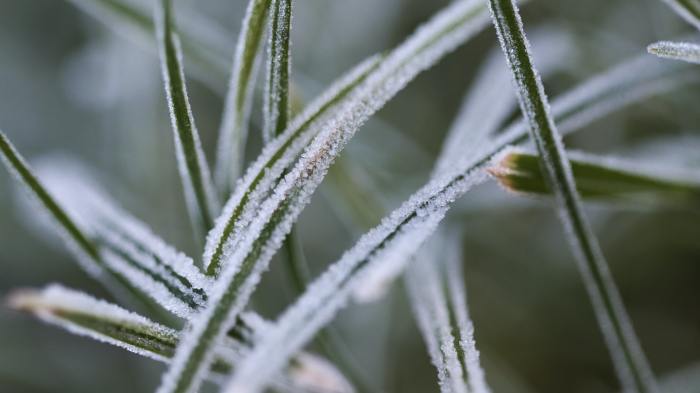 frost happy plants