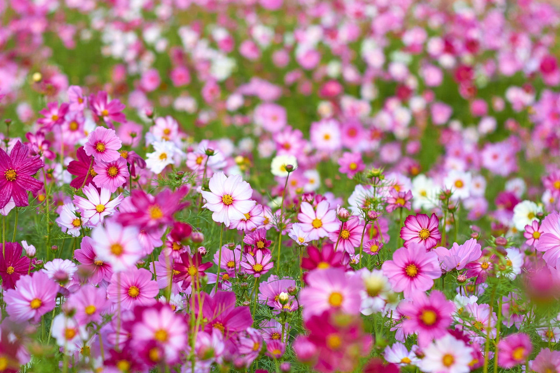 A field of pink and white cosmos flowers.