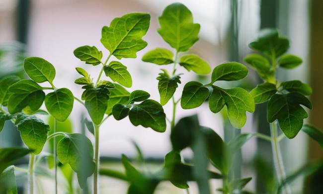 seedlings