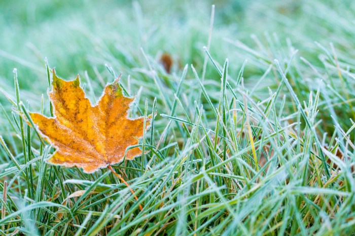 close up of a fallen leaf on frosty grass