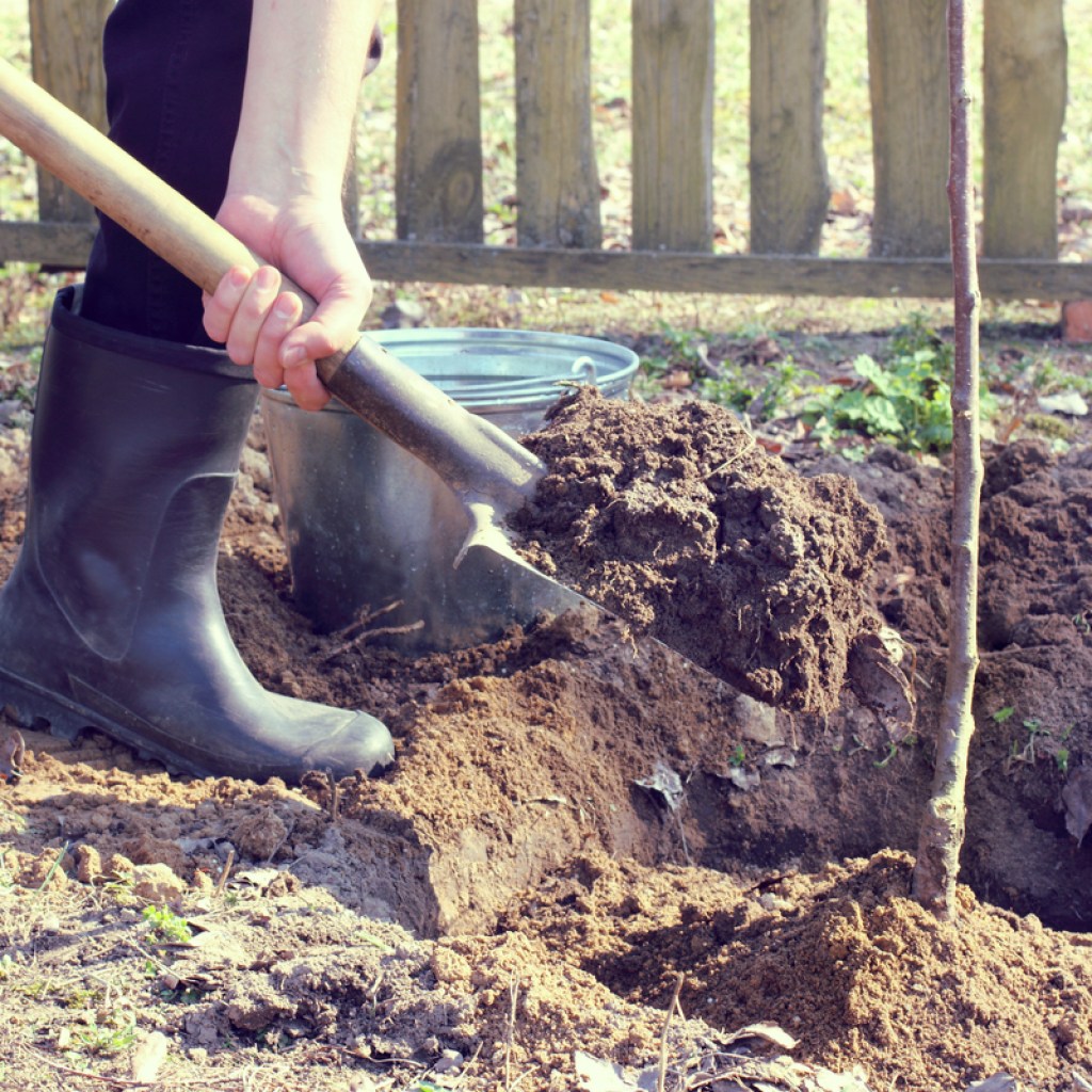 Person planting a tree