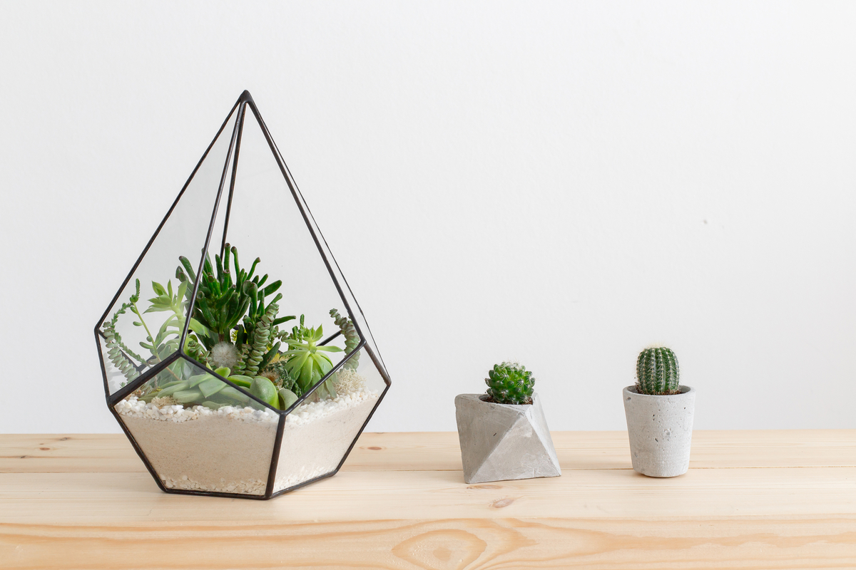 A glass terrarium and potted cacti