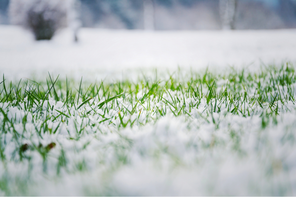 green grass with light snow cover